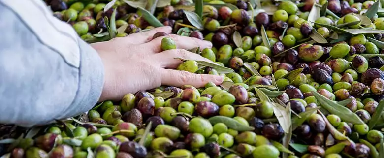 Koop olijfolie van de oogst van Coratina olijven