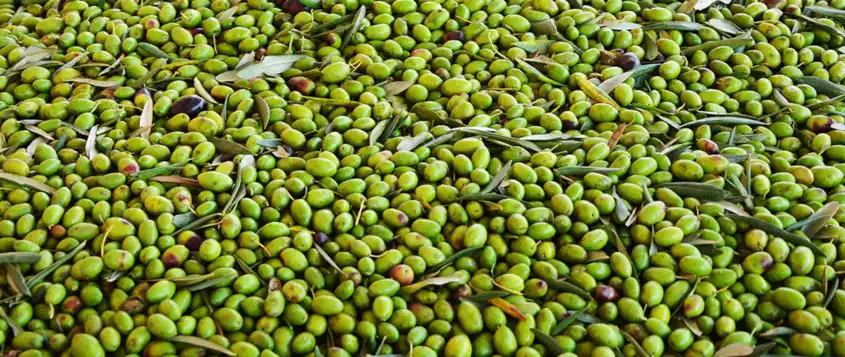 Buy organic olive oil from Coratina olives, the olive with a high content of polyphenols